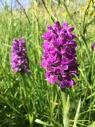 Attēlu rezultāti vaicājumam “Dactylorhiza ochroleuca flower”
