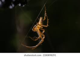 Attēlu rezultāti vaicājumam “Neriene montana”