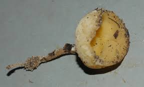 Attēlu rezultāti vaicājumam “Sowerbyella radiculata”