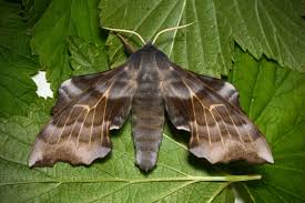 Attēlu rezultāti vaicājumam “Laothoe amurensis”