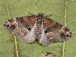 Attēlu rezultāti vaicājumam “Perizoma bifaciata”