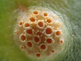 Attēlu rezultāti vaicājumam “Puccinia poarum”