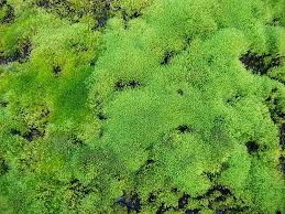 Attēlu rezultāti vaicājumam “Philonotis fontana”