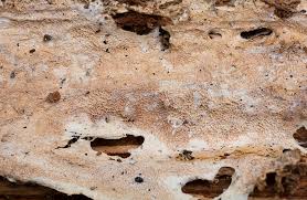 Attēlu rezultāti vaicājumam “Porotheleum fimbriatum”