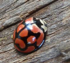 Attēlu rezultāti vaicājumam “Coccinellidae”