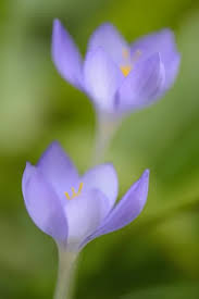 Attēlu rezultāti vaicājumam “Crocus speciosus”