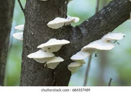 Attēlu rezultāti vaicājumam “Postia stiptica”