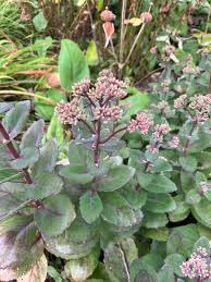 Attēlu rezultāti vaicājumam “Hylotelephium maximum flower”