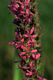 Attēlu rezultāti vaicājumam “Lythrum salicaria fruit”