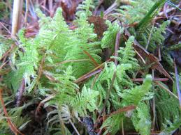 Attēlu rezultāti vaicājumam “Ptilium crista-castrensis sporophyte”