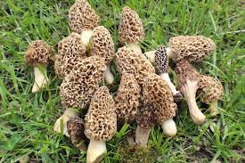 Attēlu rezultāti vaicājumam “Morchella sp.”