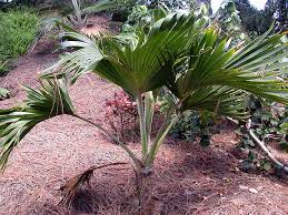 Attēlu rezultāti vaicājumam “Poa remota leaf”