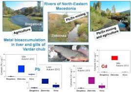 Image result for Squalius vardarensis