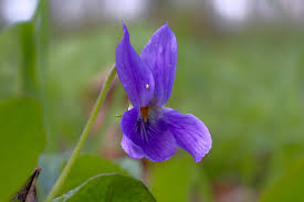 Attēlu rezultāti vaicājumam “Viola uliginosa”