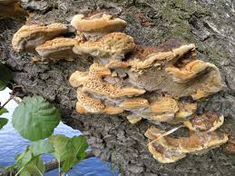 Attēlu rezultāti vaicājumam “Inonotus rheades”