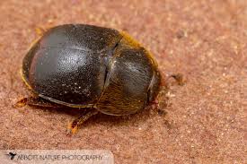 Attēlu rezultāti vaicājumam “Glischrochilus grandis”