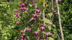 Image result for Rhodochiton atrosanguineum