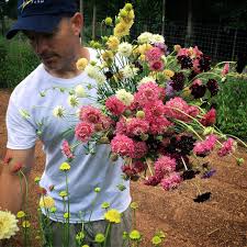 Attēlu rezultāti vaicājumam “Centaurea scabiosa fruit”