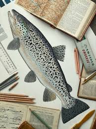 Image result for Salmo ezenami