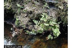 Attēlu rezultāti vaicājumam “Geocalyx graveolens”