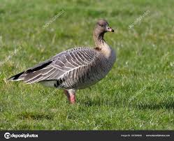 Attēlu rezultāti vaicājumam “Anser brachyrhynchus”