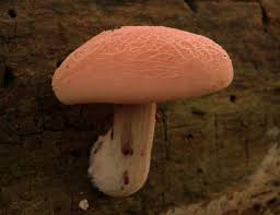 Attēlu rezultāti vaicājumam “Rhodotus palmatus”