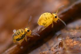 Attēlu rezultāti vaicājumam “Symphypleona”