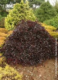 Attēlu rezultāti vaicājumam “Fagus sylvatica fo. purpurea female flower”