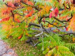 Attēlu rezultāti vaicājumam “Diderma tigrinum stalked”