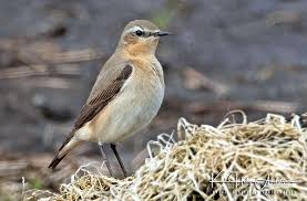 Attēlu rezultāti vaicājumam “Oenanthe oenanthe female”