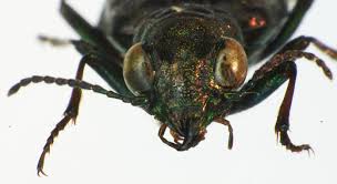 Attēlu rezultāti vaicājumam “Elaphrus cupreus”