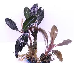 Risultati immagini per bucephalandra pinoh red stem