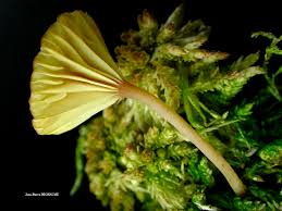 Attēlu rezultāti vaicājumam “Lichenomphalia umbellifera”