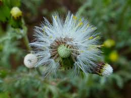 Attēlu rezultāti vaicājumam “Senecio viscosus fruit”