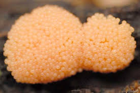 Attēlu rezultāti vaicājumam “Tubiferaceae”