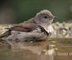 Attēlu rezultāti vaicājumam “Sylvia borin nest”
