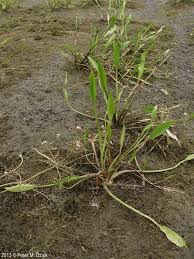 Attēlu rezultāti vaicājumam “Alisma gramineum flower”