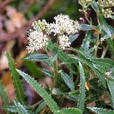 Attēlu rezultāti vaicājumam “Hippophae rhamnoides female flower”