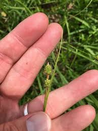 Attēlu rezultāti vaicājumam “Carex viridula fruit”