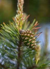 Attēlu rezultāti vaicājumam “Pinus sylvestris fruit”