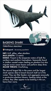 Image result for Cetorhinus maximus