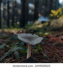 Attēlu rezultāti vaicājumam “Mycena zephirus”