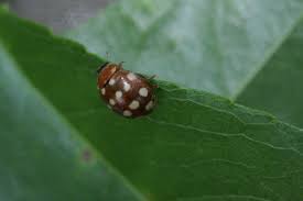 Attēlu rezultāti vaicājumam “Calvia quatuordecimguttata”