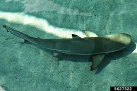 Image result for Carcharhinus melanopterus