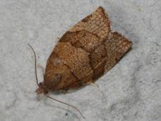 Attēlu rezultāti vaicājumam “Pandemis cinnamomeana female”