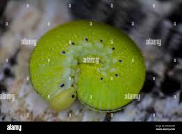 Attēlu rezultāti vaicājumam “Trichiosoma larva”