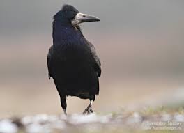 Attēlu rezultāti vaicājumam “Corvus frugilegus adult”
