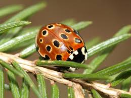 Attēlu rezultāti vaicājumam “Anatis ocellata”