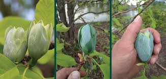 Attēlu rezultāti vaicājumam “Magnolia acuminata bud”