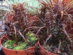 Attēlu rezultāti vaicājumam “Dicranella crispa”